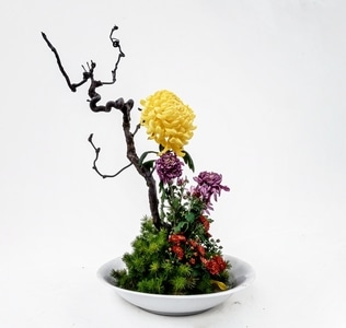 行摄-纪实-菊花展览-菊花-盆栽 图片素材