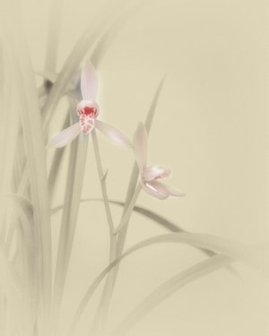 展会-兰花节-花-植物-兰花 图片素材