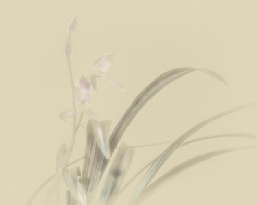 展会-兰花节-花-植物-兰花 图片素材