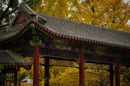 北京-银杏-宫墙-金黄-深秋 图片素材