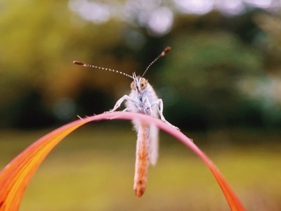 像素首发-手机微距-昆虫-植物-动物 图片素材