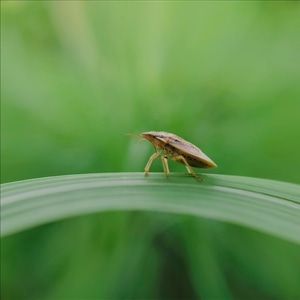 手机微距摄影-手机摄影-mppa视觉-帷美是图-华为手机摄影 图片素材