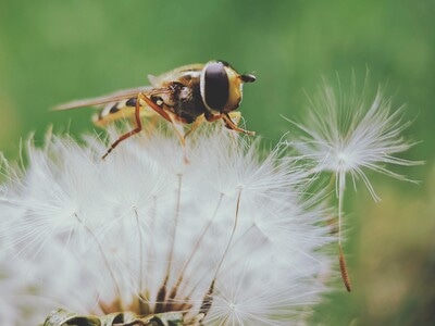 手机摄影-华为手机摄影-微距-昆虫-植物 图片素材