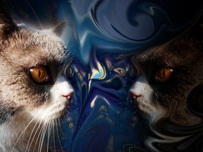 暗黑-我的2019-喵星人-猫-动物 图片素材