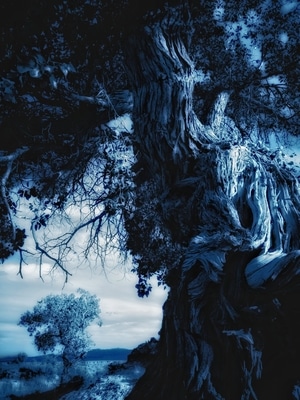 暗黑-旅行-树木-树干-山 图片素材