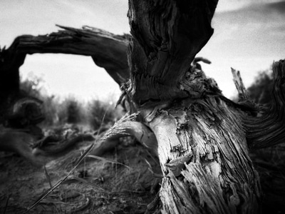 暗黑-旅行-树干-枯木-枯树 图片素材