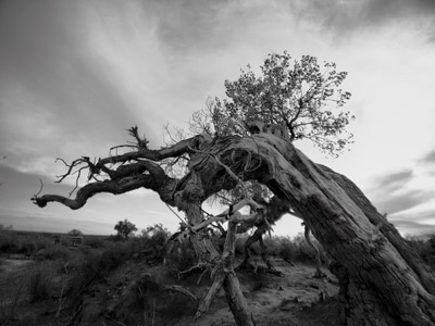 暗黑-旅行-树干-树木-枯木 图片素材