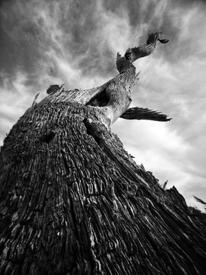 暗黑-旅行-树干-枯木-枯树 图片素材