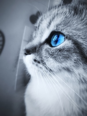 暗黑-你好2020-黑白-猫-猫咪 图片素材