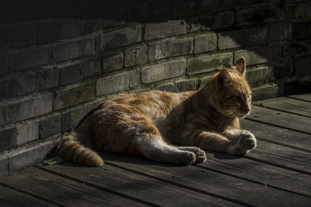 花园里-晒太阳的小猫-动物-猫-猫咪 图片素材