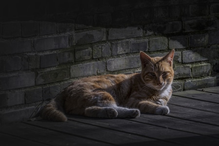 花园里-晒太阳的小猫-动物-猫-猫咪 图片素材