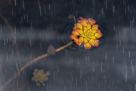 梅雨季-雨中看花-植物-花-花朵 图片素材