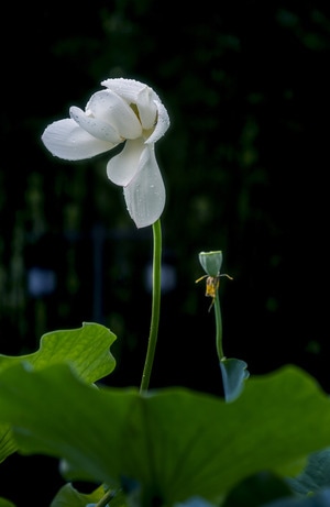 雨后-相伴-花-花朵-花卉 图片素材