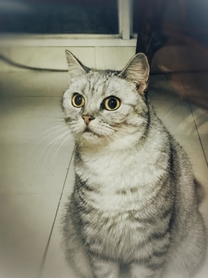 萌猫-来客了-猫-喵星人-宠物 图片素材