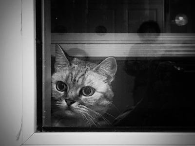 萌猫-来客了-猫-喵星人-动物 图片素材