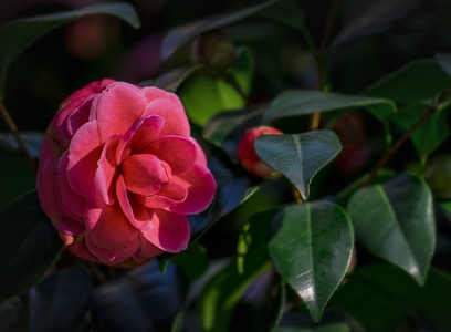 公园里-绽放的花朵-花-花朵-花卉 图片素材