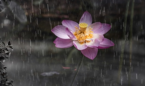梅雨季-雨中荷花-植物-花-花朵 图片素材