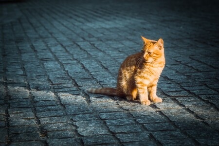 动物-猫-猫咪-喵星人-橘猫 图片素材