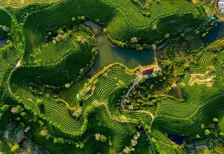 春天-茶园-日出-光影-风景 图片素材