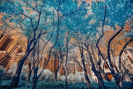 索尼-你好2020-冬季-阳光-树 图片素材