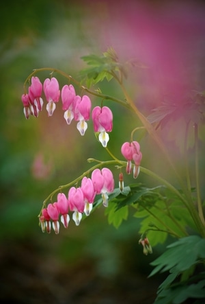 花开富贵-姹紫嫣红-开花-绿叶-花瓣 图片素材