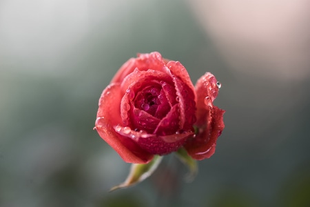 你好2020-花-植物-玫瑰-红玫瑰 图片素材