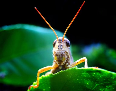 奇妙的昆虫-自然-昆虫-蚂蚱-绿叶 图片素材