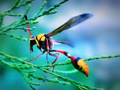 自然-我和我的祖国手机摄影大赛-微距-昆虫-黄蜂 图片素材