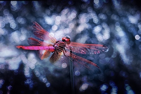 昆虫总动员-微观世界-微距-蜻蜓-生态自然 图片素材