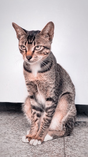 猫-眼神-猫-动物-猫咪 图片素材