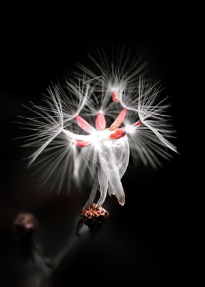 自然-微距-花-花朵-蒲公英 图片素材