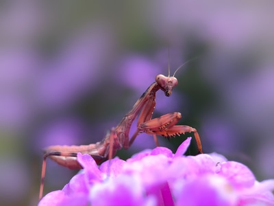 微距-螳螂-昆虫-节肢动物-螳螂 图片素材
