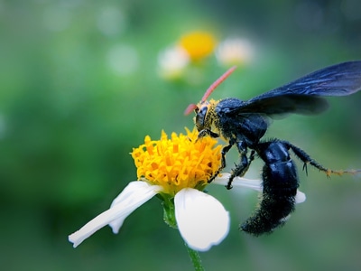微距-自然-生物-动物-黄蜂 图片素材