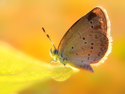 昆虫总动员-微距-微观世界-蝴蝶-蝶 图片素材