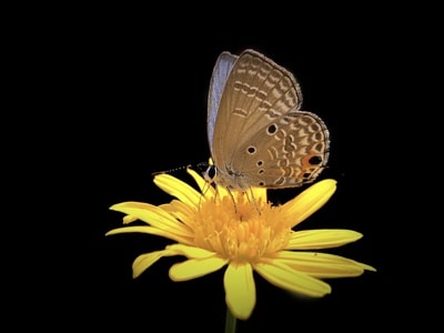 生态-自然-蝴蝶-蝴蝶-花 图片素材