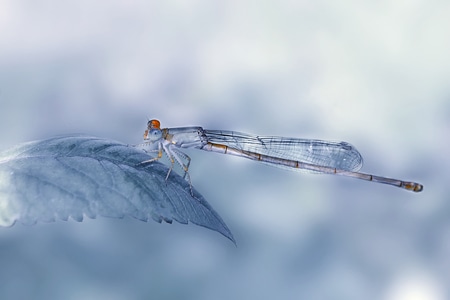 微距-豆娘-昆虫-蜻蜓-豆娘 图片素材