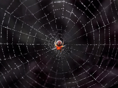 微观世界-微距-自然-蜘蛛-动物 图片素材