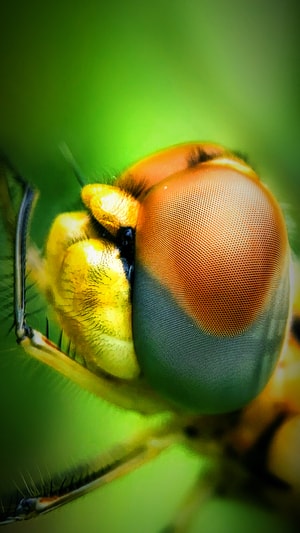 蜻蜓-自然-生态-复眼-复眼 图片素材