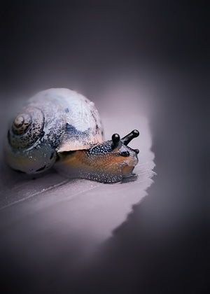 微距-自然-蜗牛-动物-生物 图片素材