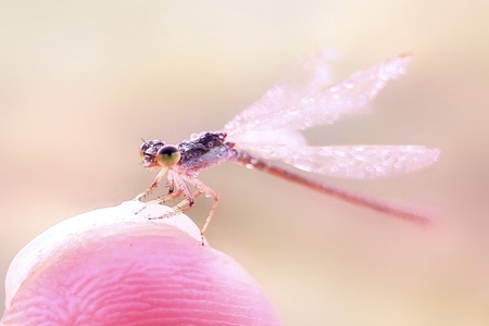 微观世界-微距-蜻蜓-蜻蜓-节肢动物 图片素材
