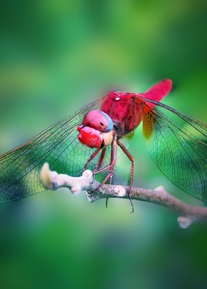 蜻蜓-微距-蜻蜓-昆虫-翅膀 图片素材