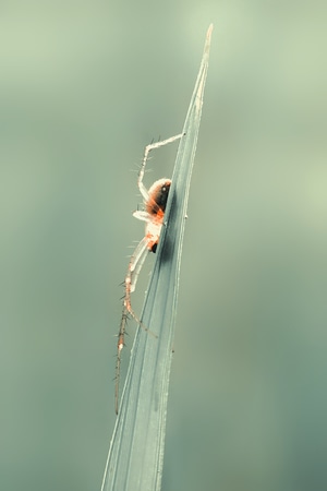 微距-自然-蛛-蜘蛛-蛛 图片素材