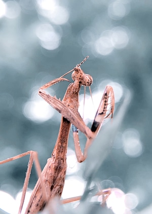 微距-螳螂-螳螂-昆虫-动物 图片素材