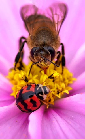 微距-生态-自然-甲壳虫-蜜蜂 图片素材
