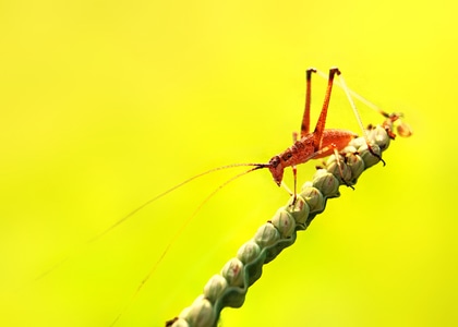 微距-自然-昆虫-动物-茎秆 图片素材