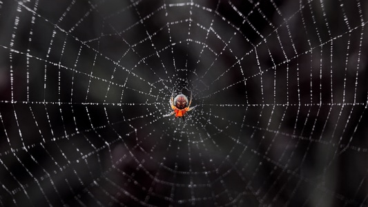 蜘蛛-微距-自然-蜘蛛-蜘蛛网 图片素材