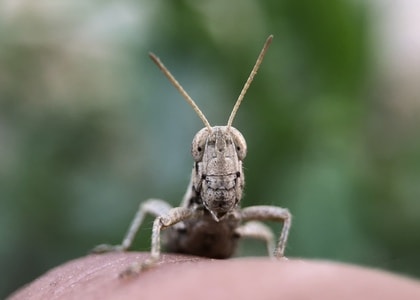 微距-自然-蝗虫-昆虫-微距 图片素材