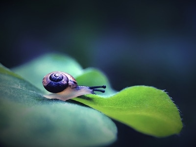 微距-自然-蜗牛-软体动物-绿叶 图片素材