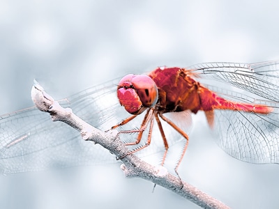 蜻蜓-微距-蜻蜓-树枝-昆虫 图片素材