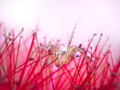 自然-花-猫蛛-蜘蛛-节肢动物 图片素材